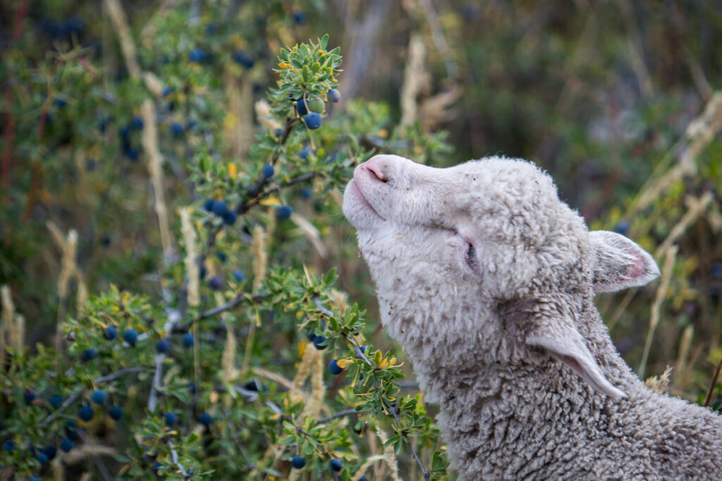 Estancia 25 de Mayo galeria 2