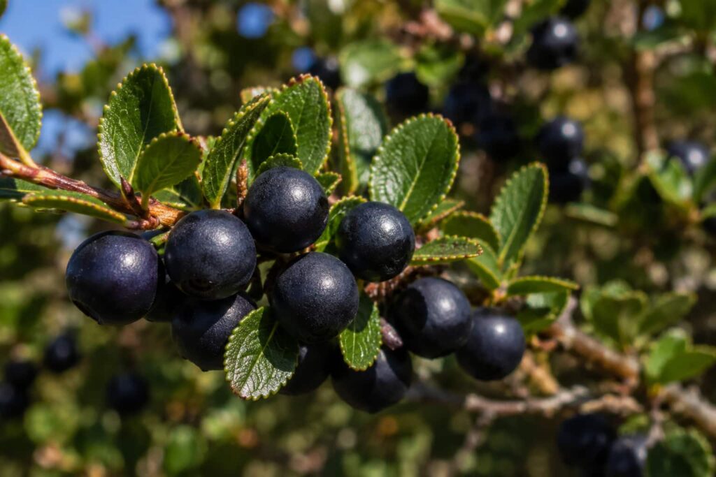 fruto del calafate